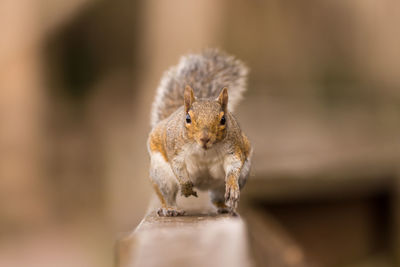 Close-up of squirrel