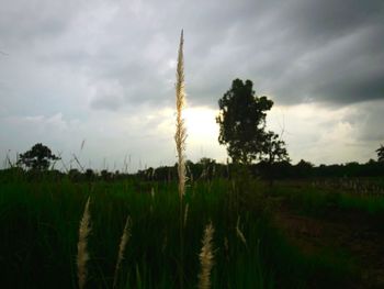 Panoramic view of agricultural field against sky