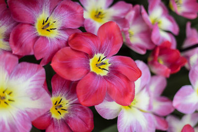 Full frame shot of pink flowers