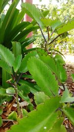 Close-up of fresh green plant in field