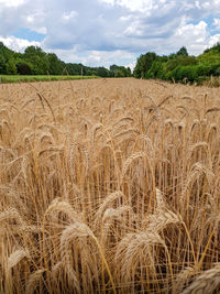 Scenic view of wheat field against sky