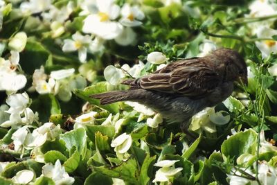 Close-up of bird perching on a plant