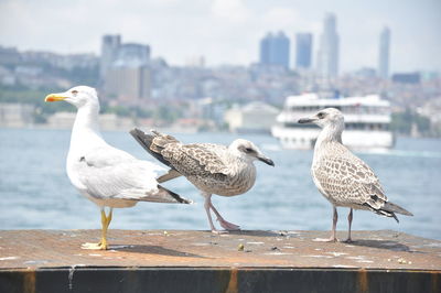 Seagulls perching on a city