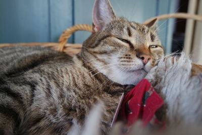 Close-up of tabby cat sleeping on rug