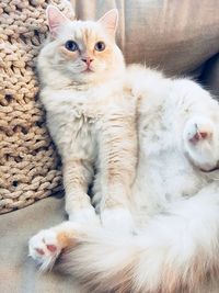 Cat lying on sofa at home