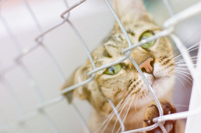 Close-up of cat in cage