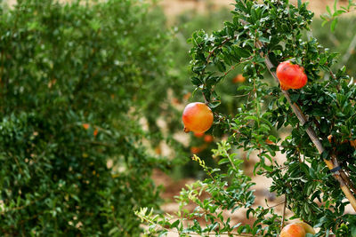 Pomegranate growing on tree