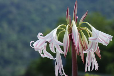 Flower blossom beautiful nature