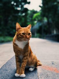 Cat, fur, orange, animal, close-up cat, furbaby, city, park, stray cat, 