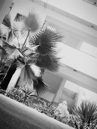 Low angle view of plants