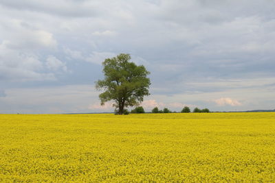 Scenic view of field against sky