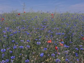 Flowers growing in field