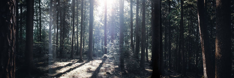 Sunlight streaming through trees in forest