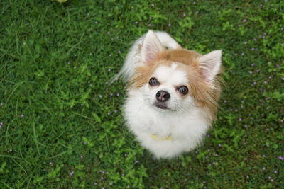 High angle view of dog on grass