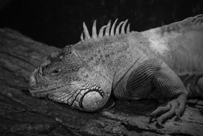 Close-up of iguana on wood at zoo