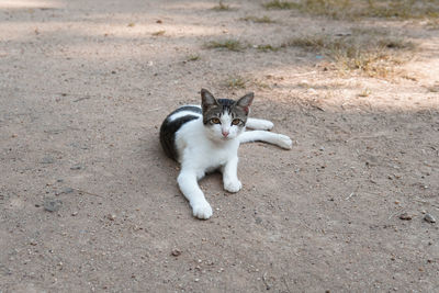 High angle portrait of cat on street