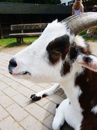 Close-up of cow