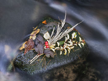 Bouquet of colorful flowers and autumnal leaves on boulder in spring. symbols of fall season.