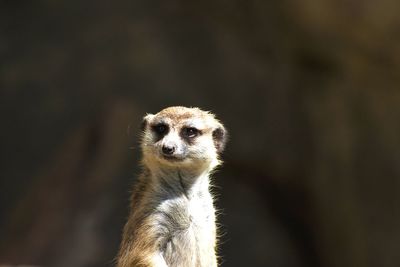 Close-up portrait of ostrich