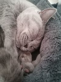 Close-up of cat sleeping