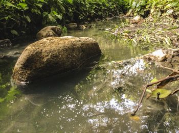 Scenic view of river amidst trees