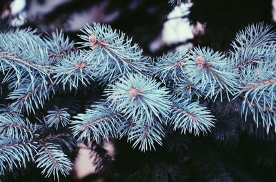 Close-up low angle view of leaves