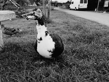 Dog sitting on field