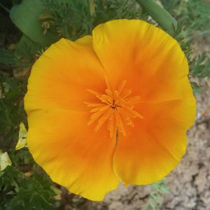 Close-up of yellow flower