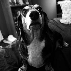 Close-up portrait of dog at home