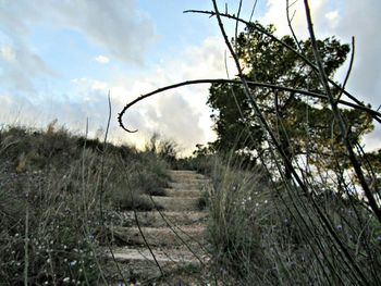 Close-up of grass against sky