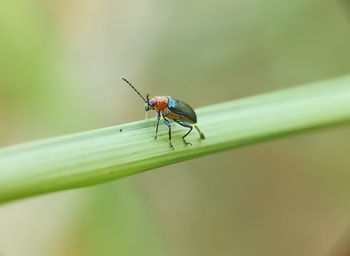 Close-up of grasshopper