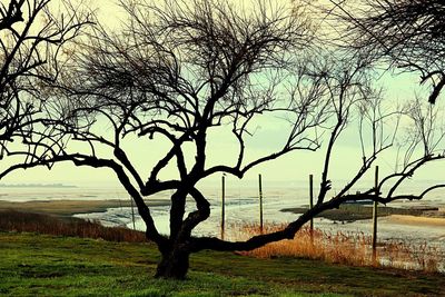 Bare tree on field by sea against sky