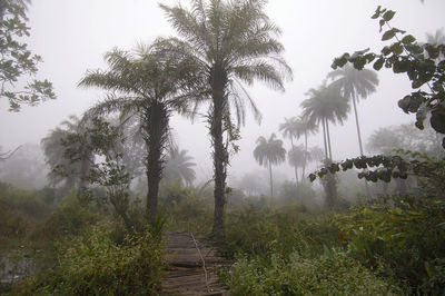 Scenic view of palm trees on landscape against sky