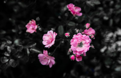 Close-up of pink flowers blooming outdoors