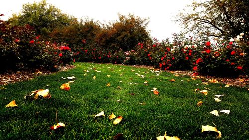 Trees growing on grassy field