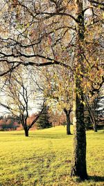 Trees in park