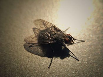 Close-up of housefly