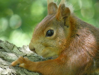 Close-up of squirrel