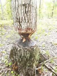 Close-up of tree trunk in forest