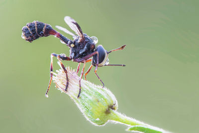 Close-up of wet fly perching on plant