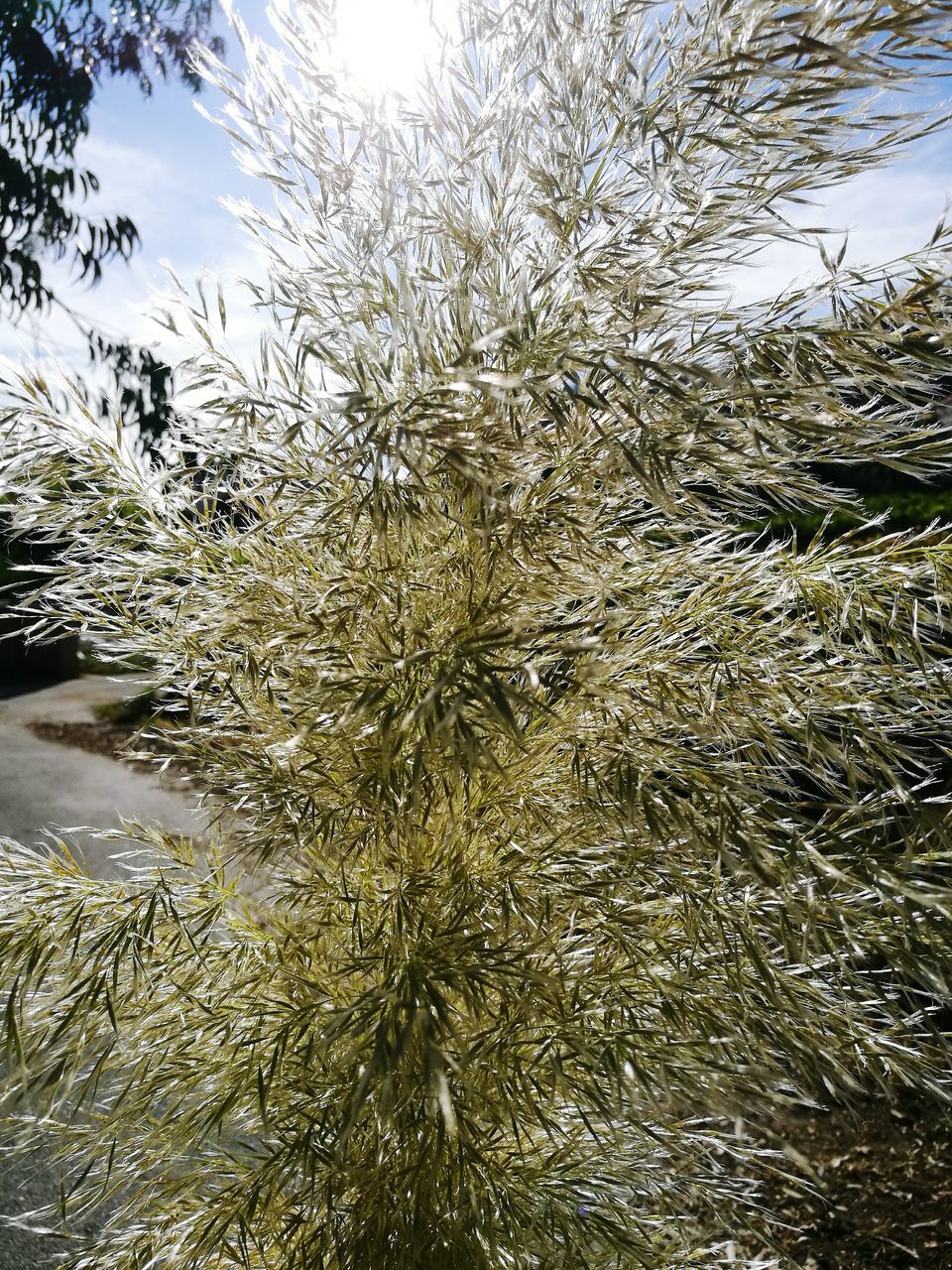 CLOSE-UP OF PLANTS AGAINST SKY