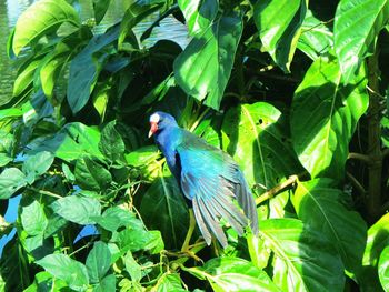 Bird perching on leaf