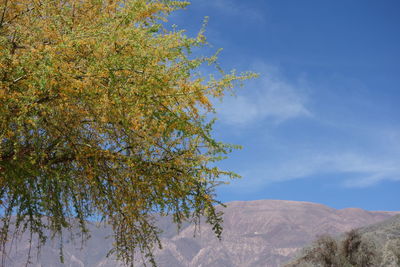 Low angle view of tree against sky