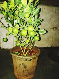 Close-up of potted plant on table