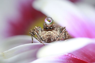 Close-up portrait of spider on flower