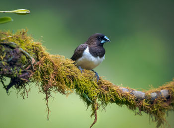 Close-up of bird perching on branch