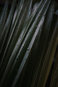 Full frame shot of wet plants