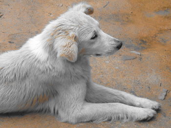 Close-up of dog sitting outdoors