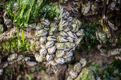 Close-up of tree trunk in forest