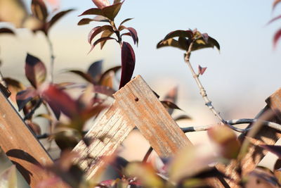 Close-up of lizard on wood against sky